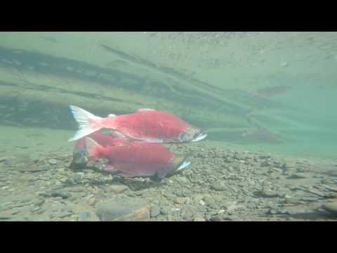Tis The Time For Sockeye Salmon In SW Alaska To Spawn Till They Die