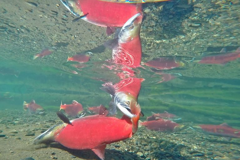 A Little Sockeye Salmon Sparring Action Going On