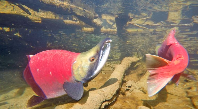 A Gnarly-Mouthed Male Sockeye Hanging With A Bunch Of Juvie Salmon