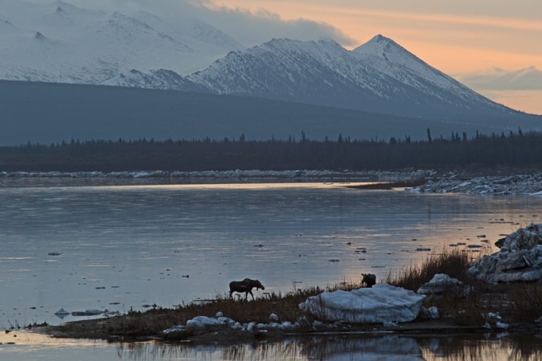Moose Across Aniak On The Island