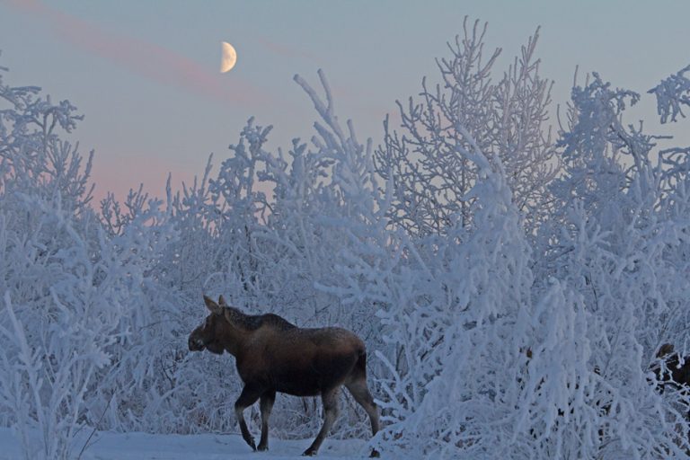 Ma Moose Under The Half Moon