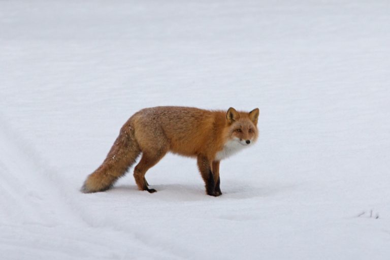 Pretty Fox