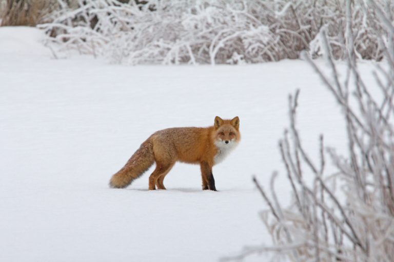 Fox And Hoar Frost