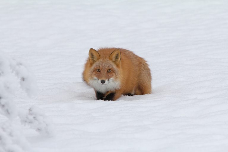 Hunkered Fox