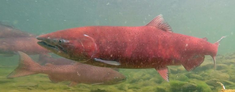 Aniak River King Salmon