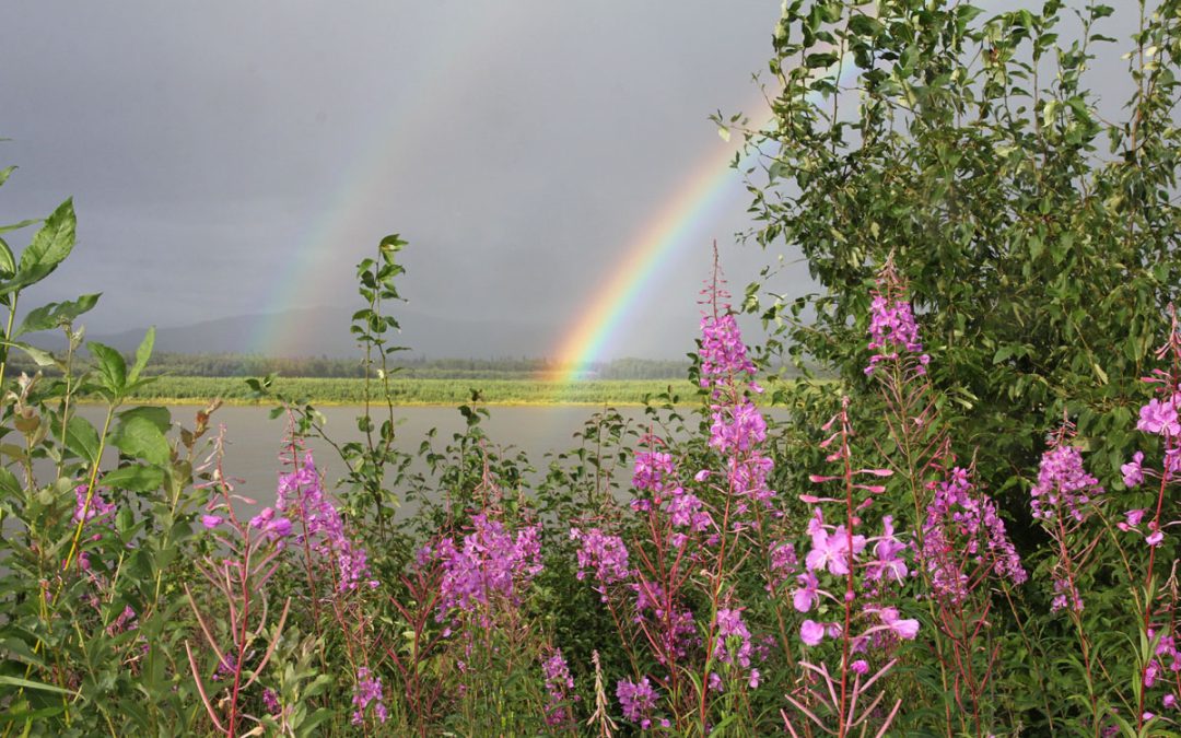 What A Combination – Fireweed & Gorgeous Rainbow
