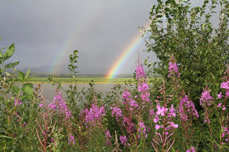 What A Combination – Fireweed & Gorgeous Rainbow