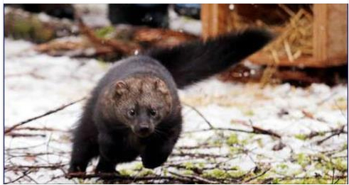 Here’s A Positive Post On And Environmental Issue – The Reintroduction Of Fishers In Washington