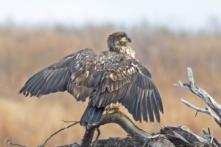 A Juvenile Bald Eagle Airing Its Pits