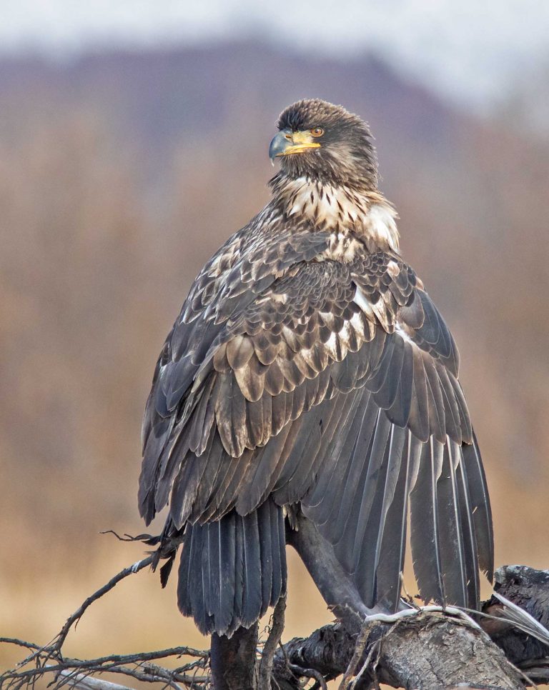 A Juvenile Bald Eagle Showing Of Its Plumage