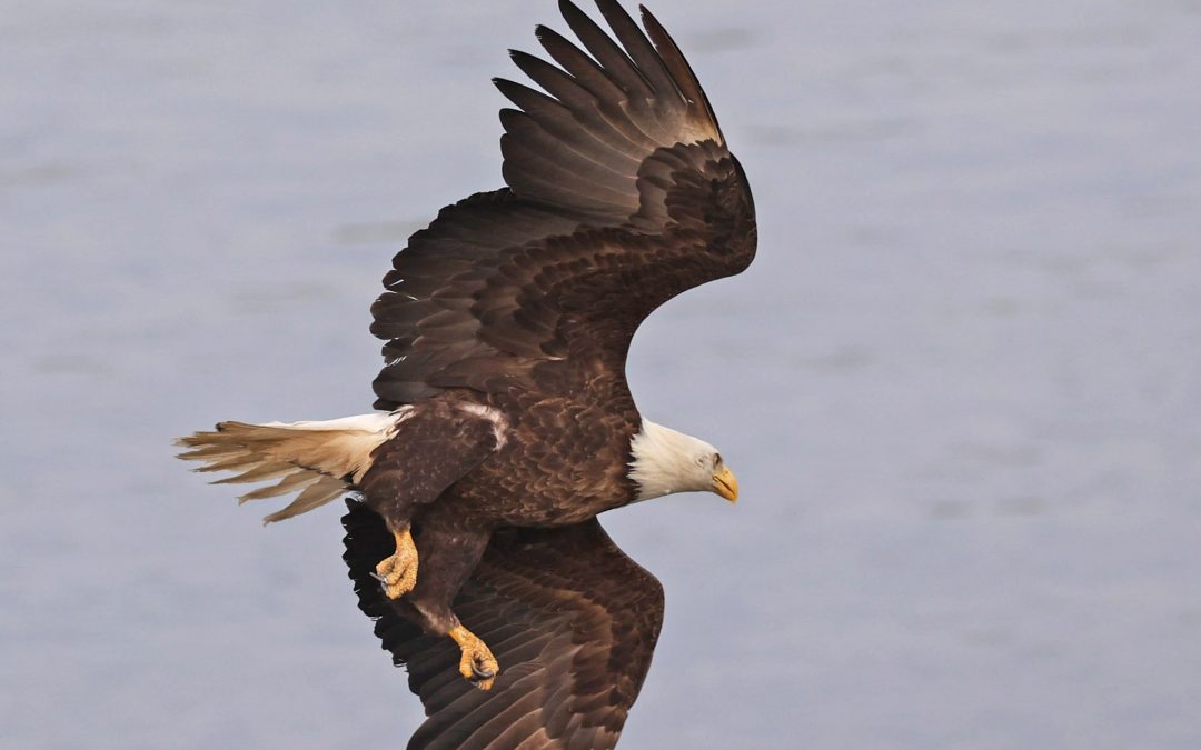 Eagles Are A Dime A Dozen In Alaska