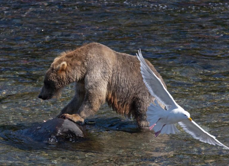 A Gull Photobombing A Brown Bear