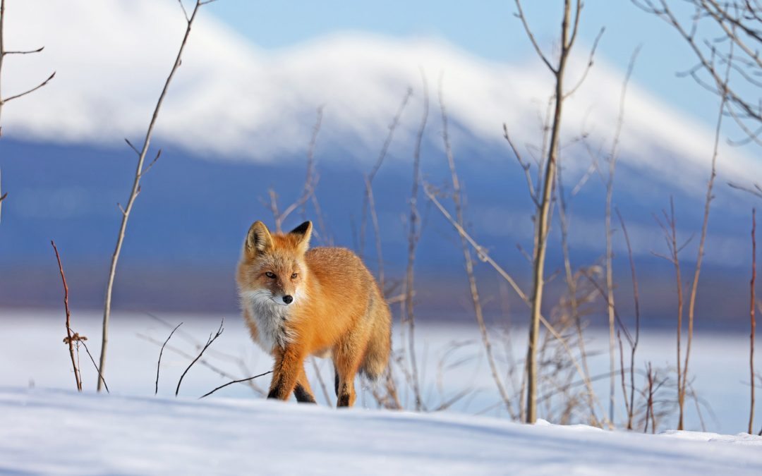 Fox With Russian Mts As A Backdrop