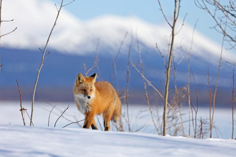 Fox With Russian Mts As A Backdrop
