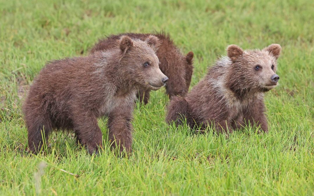 Three Cute Cubs