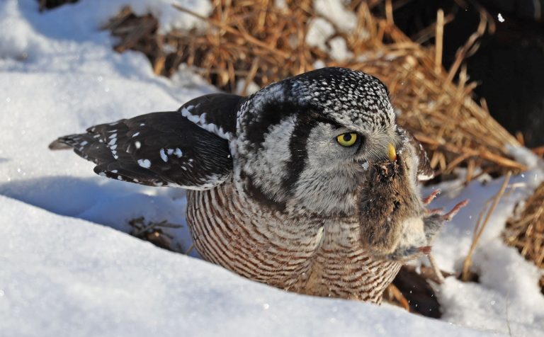 A Northern Hawk Owl About To Enjoy Dinner