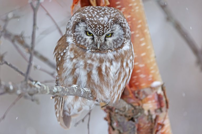 Boreal Owl With Both Eyes Open!