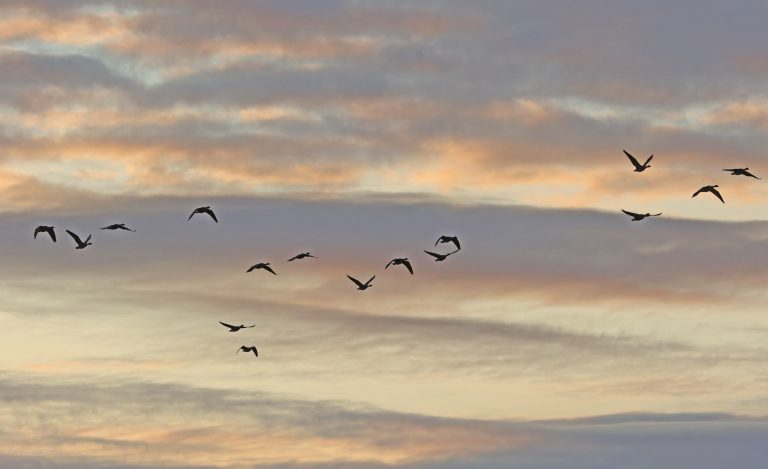 Geese Silhouetted