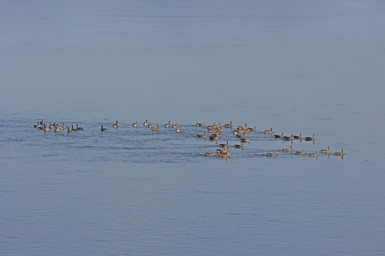 Geese On The Pond…Or River (i.e., the Kuskokwim)