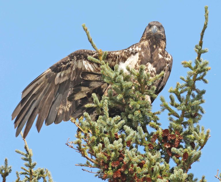 Juvenile Bald Eagle – Stretching One Arm