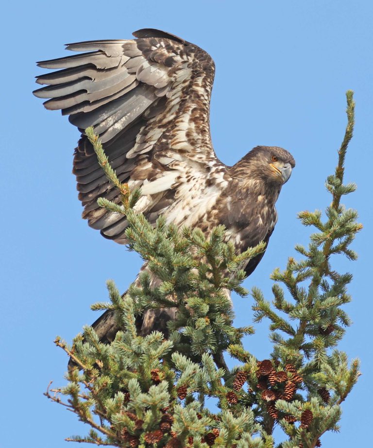 Juvenile Bald Eagle – 1-Arm Bandit