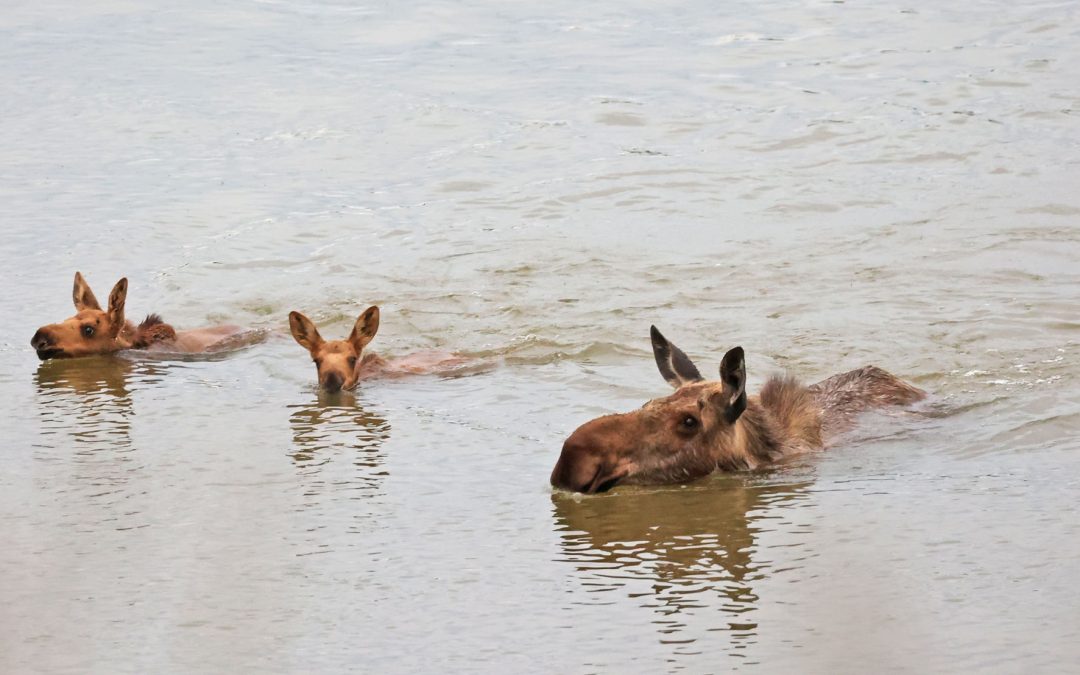 Moose Family Out For A Swim