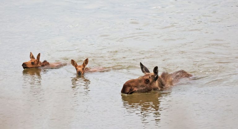 Moose Family Out For A Swim
