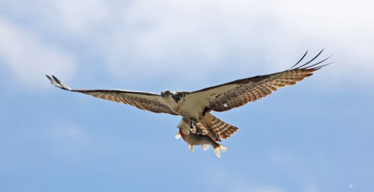 A Pike Catching A Ride With An Osprey