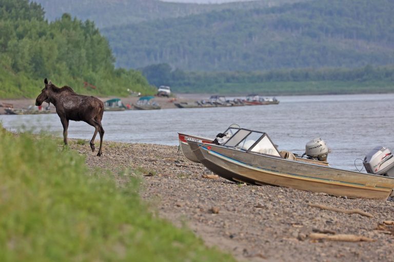 Moose On The Loose Looking For A Boat Ride