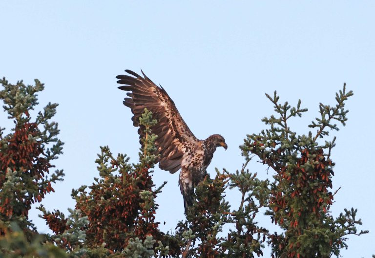 Juvenile Bald Eagle Stretching Its Wings
