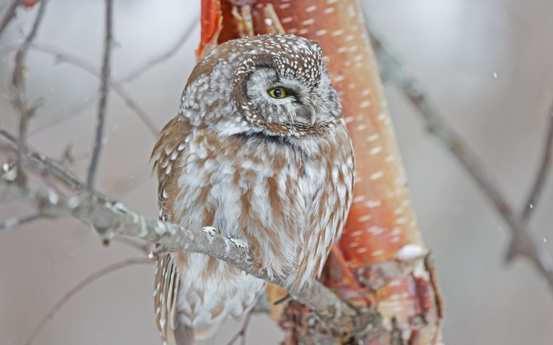 Boreal Owl – Here’s Looking At You!