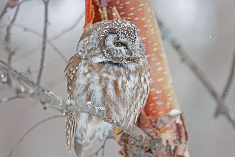 Boreal Owl – Here’s Looking At You!