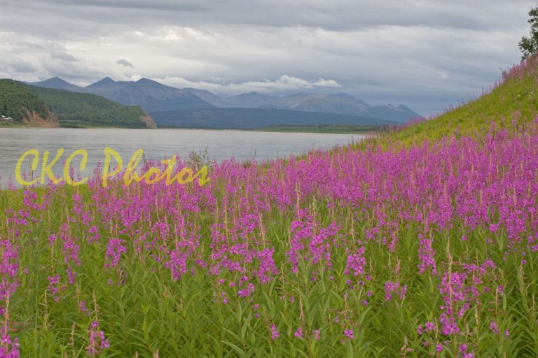 It Was A Good Year For Fireweed
