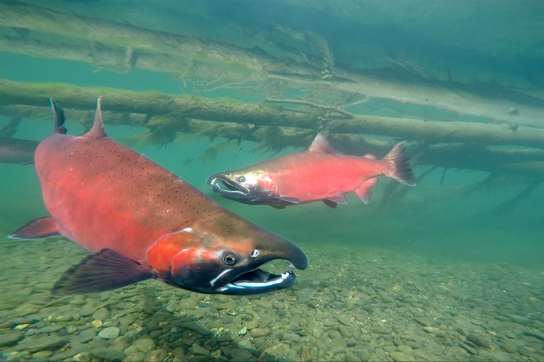 Gorgeous Coho With A Buddy Amid Some Large Woody Debris