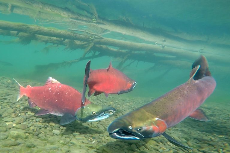 Sockeye Male Mingling With Some Buddy Cohos
