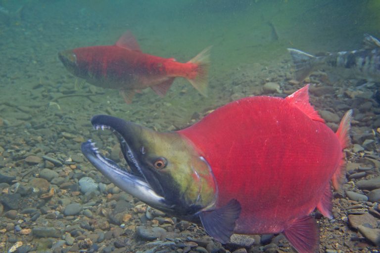 Male Sockeye As Close As You Can Get