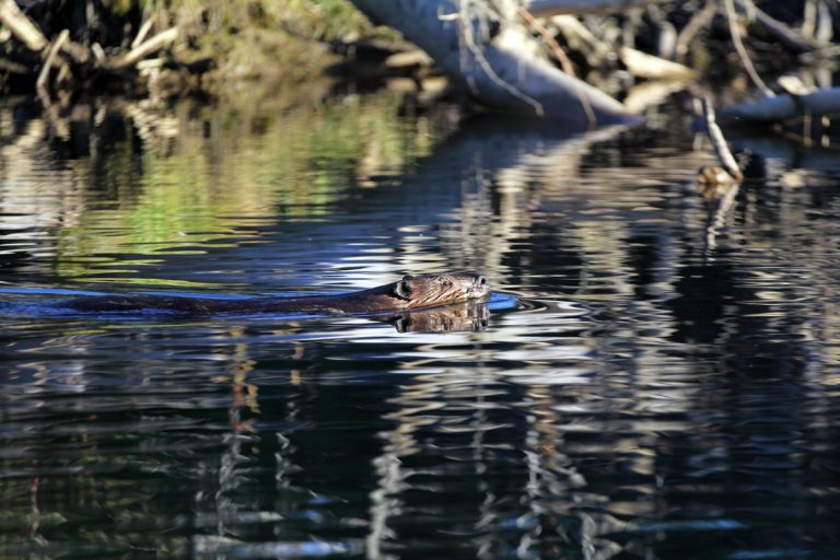 Busy Beaver Keepin’ Low.
