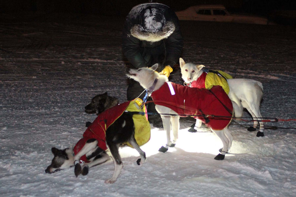Unknown Musher Tending His Dogs
