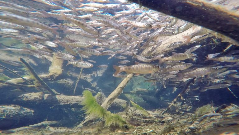Juvie Salmon Packed Like Sardines – What A Productive System