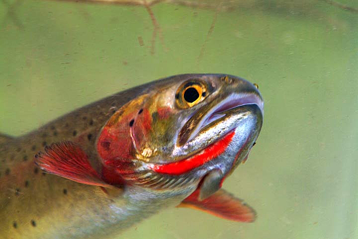 Why Even The U.S. Fish & Wildlife Service Neglects The Fishes They Espouse To Revere