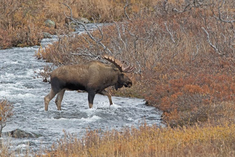 High Country Moose Crossing Stream