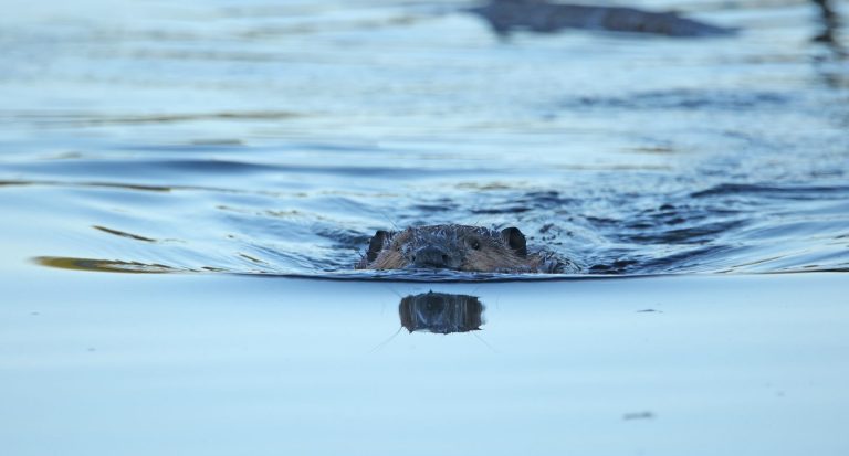 Love Those Reflections