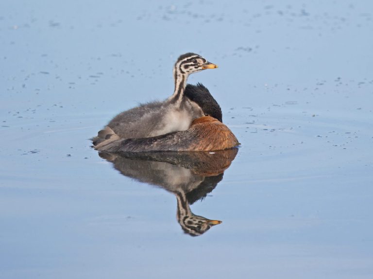 Red-necked Grebe 7