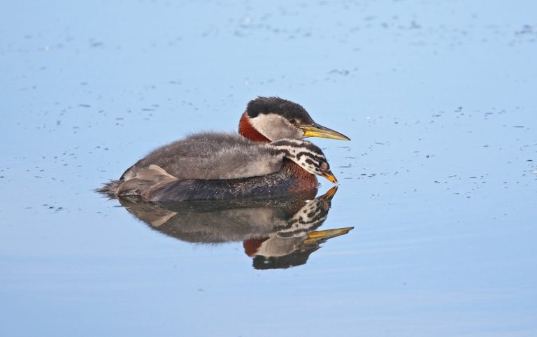 Red-necked Grebe 8