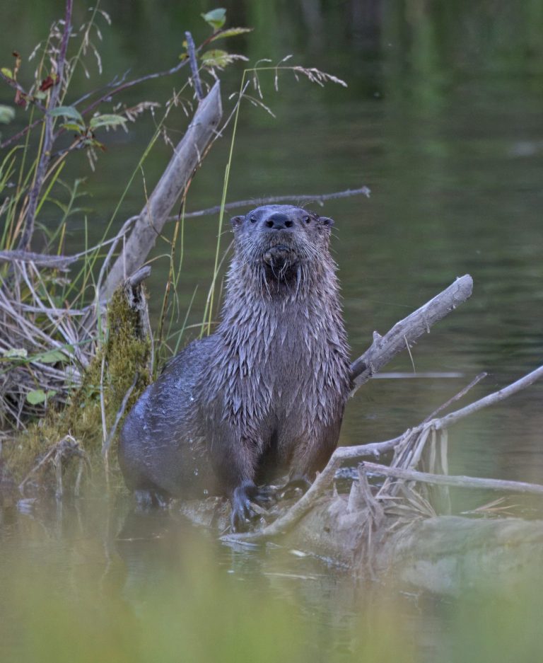 River Otter 1
