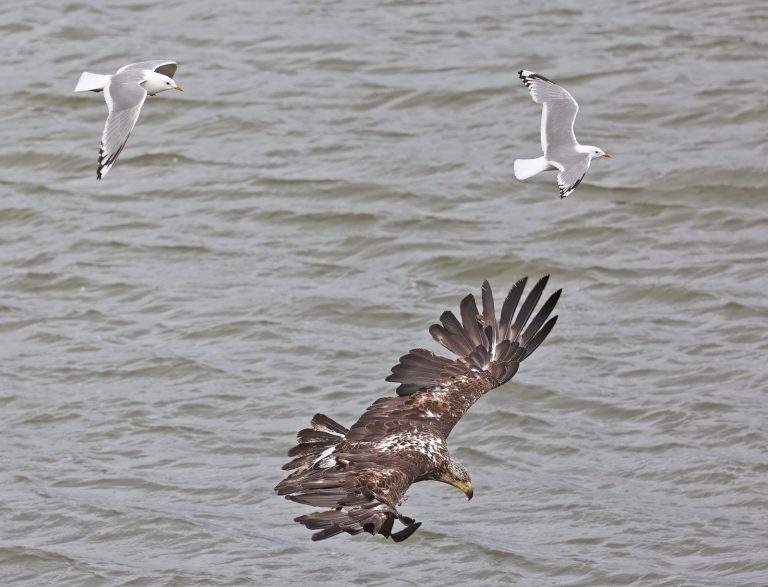 Juvie Eagle Landing Gulls Above