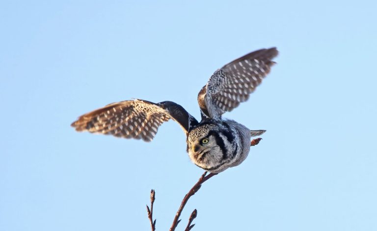 Northern Hawk Owl 10