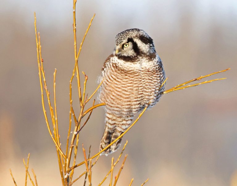 Northern Hawk Owl 11