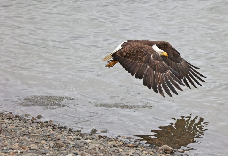 Eagle Reflection On Takeoff