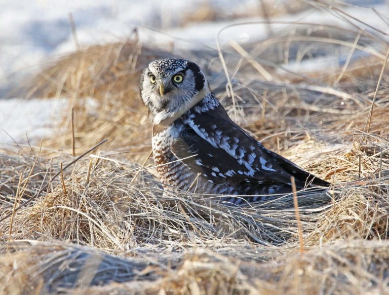 Northern Hawk Owl 12
